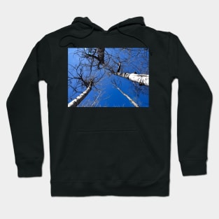 Aspen trees reaching up into the sky Hoodie